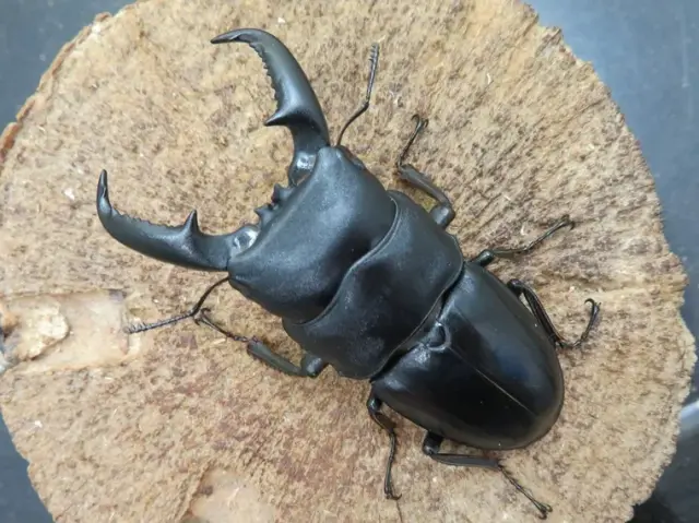 タカラヒラタクワガタ67ミリ