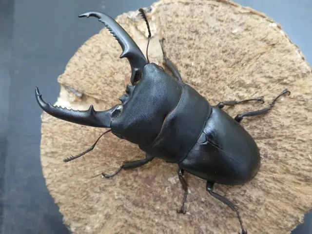 イキヒラタクワガタ75ミリ