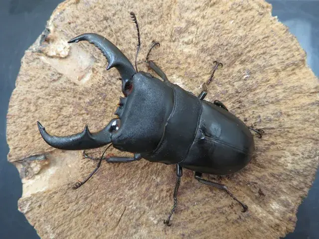 オキノエラブヒラタクワガタ64ミリ