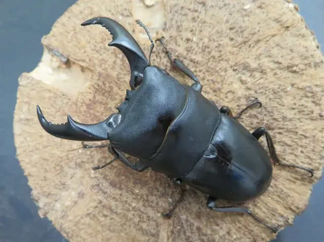 サキシマヒラタクワガタ73ミリ訳あり