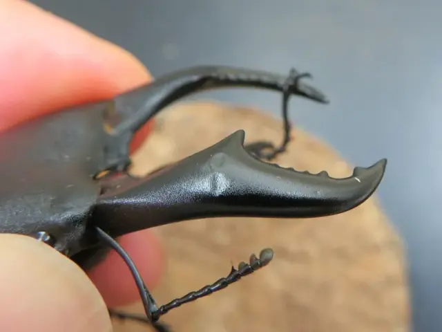 サキシマヒラタクワガタ73ミリの訳あり箇所の画像