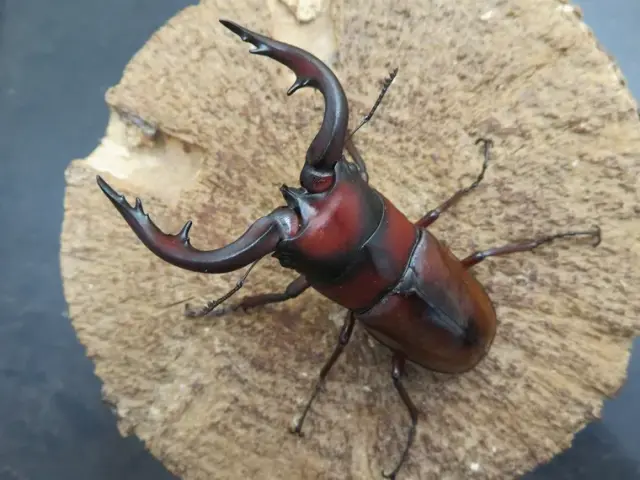 トカラノコギリクワガタ（中之島）68ミリ