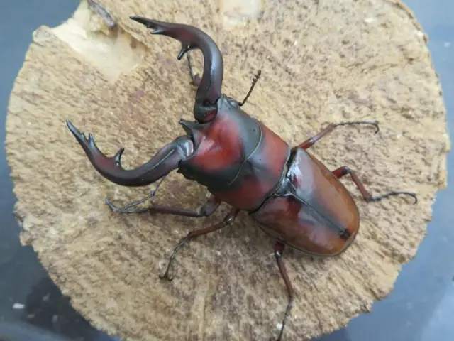 トカラノコギリクワガタ（中之島）70ミリ