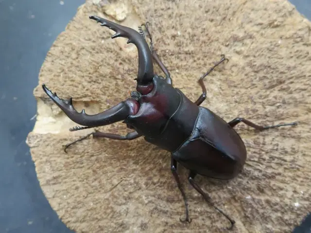 クチノエラブノコギリクワガタ67ミリ