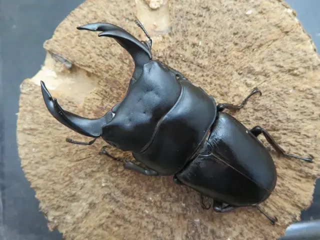 国産オオクワガタ（佐賀県千代田）74ミリ