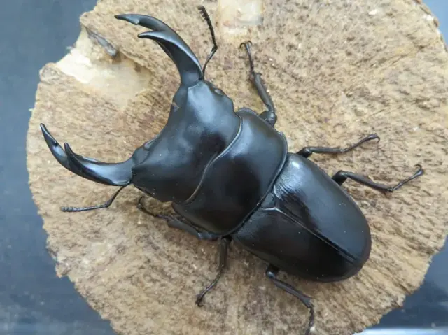 国産オオクワガタ（佐賀県千代田）75ミリ