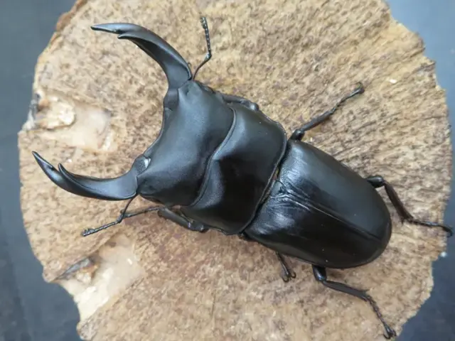 国産オオクワガタ（佐賀県神埼）73ミリ