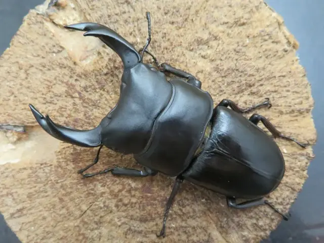 国産オオクワガタ（佐賀県神埼）74ミリ