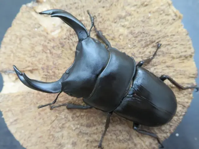 国産オオクワガタ（佐賀県神埼）75ミリ