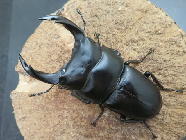 国産オオクワガタ（佐賀県千代田）72ミリ