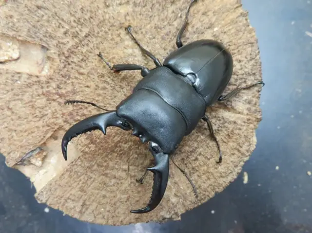 タカラヒラタクワガタ67ミリ