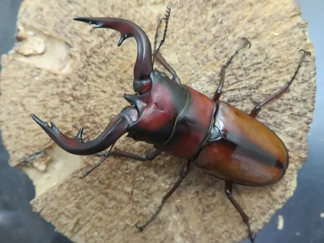 トカラノコギリクワガタ（中之島）70ミリ