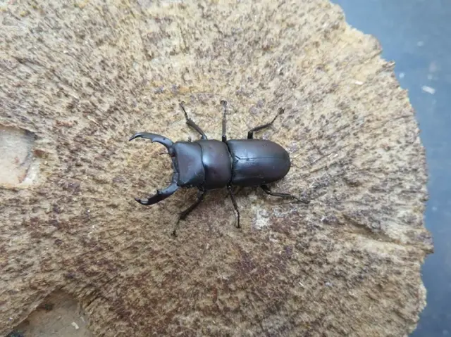 ヤクシマスジクワガタ29ミリ