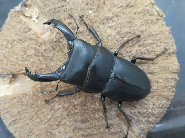 スジブトヒラタクワガタ（奄美大島）64ミリ