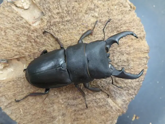 種子島産ヒラタクワガタ67ミリ