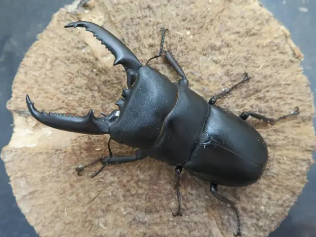 ゴトウヒラタクワガタ（中通島）73ミリ