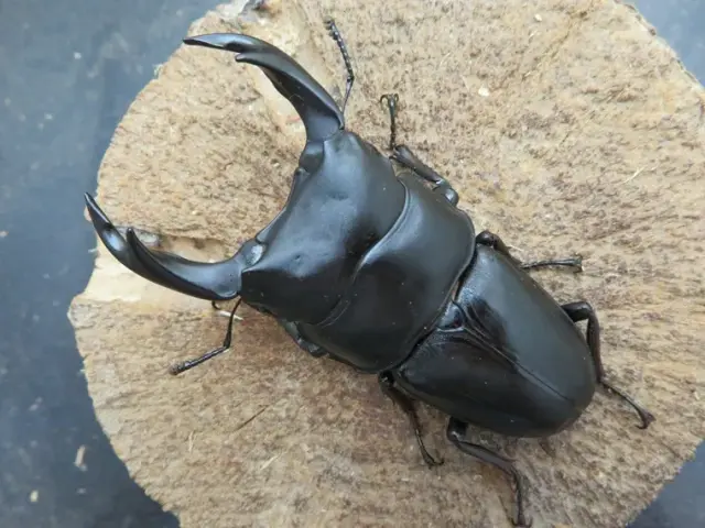 国産オオクワガタ（佐賀県千代田）73ミリ