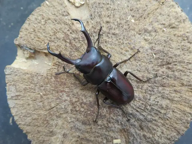 トカラコクワガタ（中之島）47ミリ