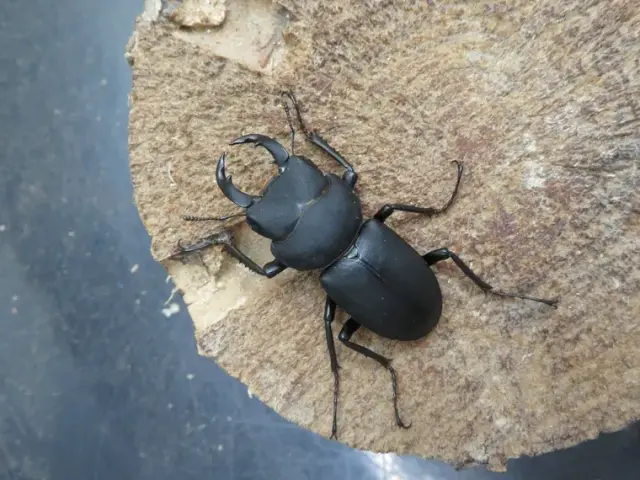 キュウシュウヒメオオクワガタ（熊本県八代）41ミリ