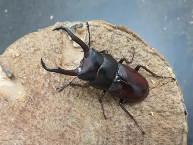 トカラコクワガタ（中之島）48ミリ