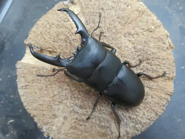 ゴトウヒラタクワガタ（中通島）73ミリ