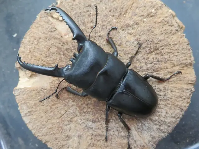 ツシマヒラタクワガタ75ミリ