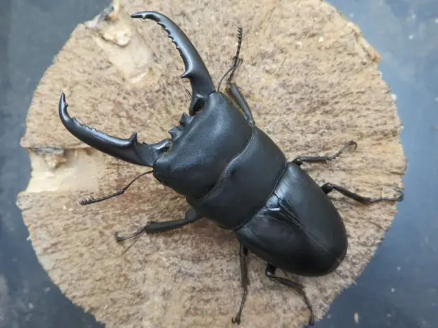 イキヒラタクワガタ74ミリ