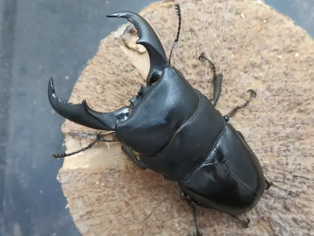 トクノシマヒラタクワガタ74ミリ