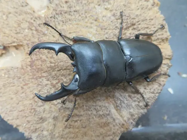 天然ヒラタクワガタ（福岡県うきは市）64ミリ