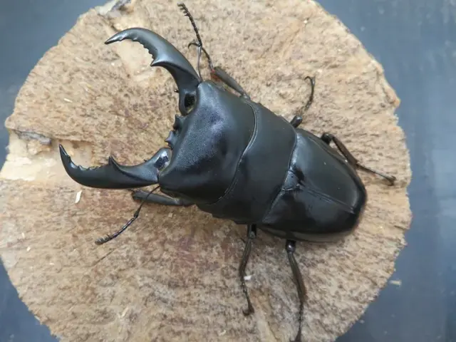 トクノシマヒラタクワガタ73ミリ
