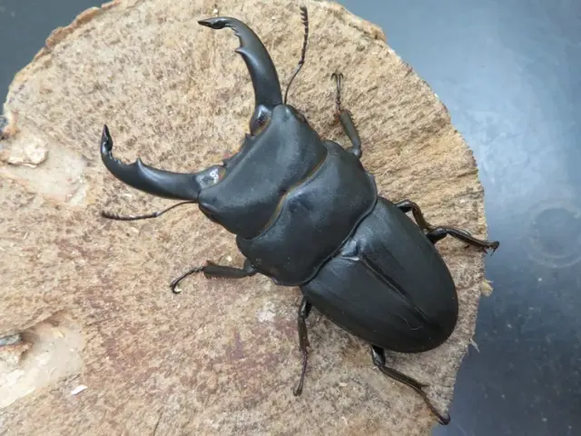 スジブトヒラタクワガタ（奄美大島）64ミリ