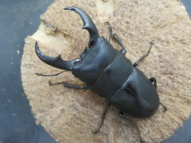 オキナワヒラタクワガタ（伊平屋島）70ミリ