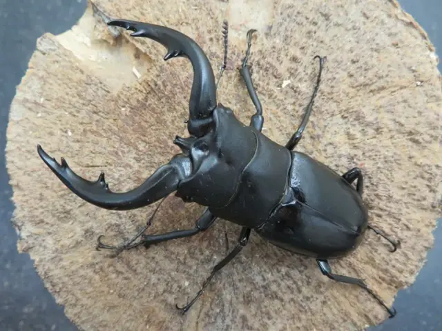 天然アマミノコギリクワガタ72ミリ