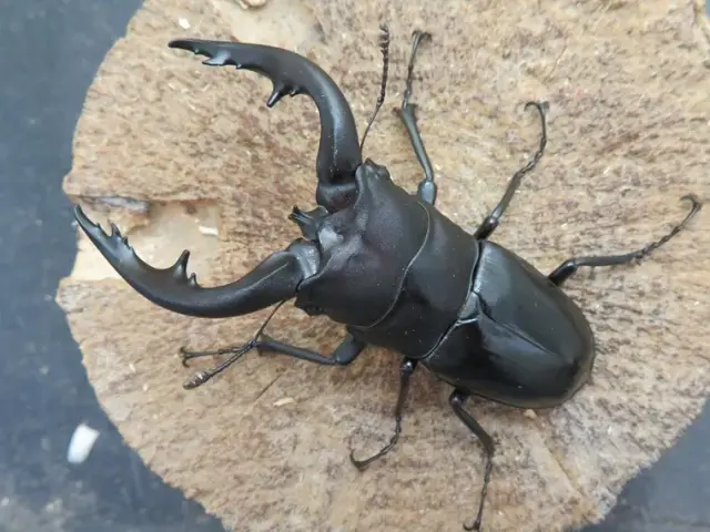 天然アマミノコギリクワガタ73ミリ