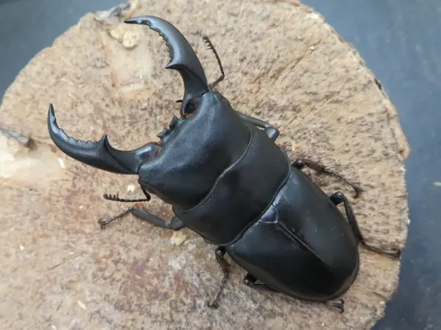 オキナワヒラタクワガタ（伊平屋島）70ミリ