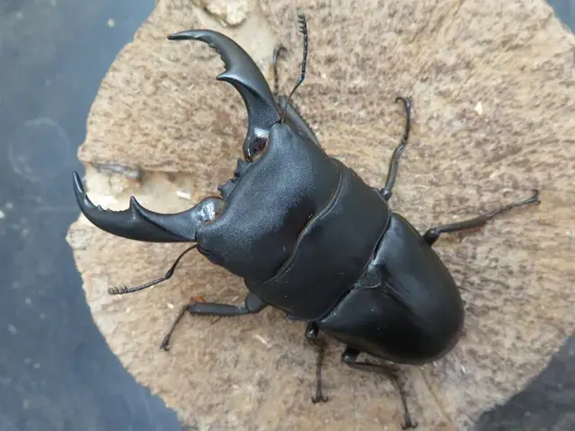 サキシマヒラタクワガタ74ミリ