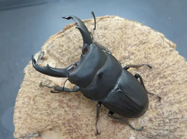 スジブトヒラタクワガタ（奄美大島）63ミリ