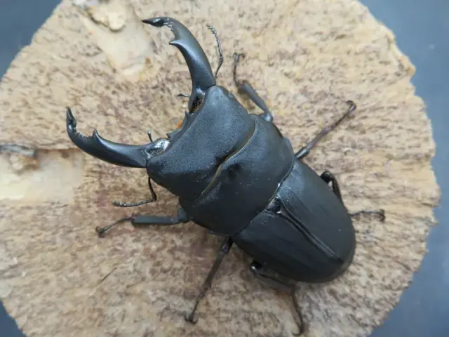 スジブトヒラタクワガタ（奄美大島）65ミリ