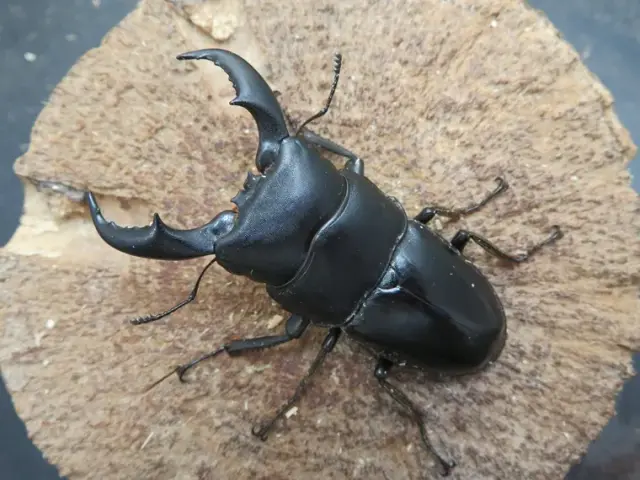 天然トクノシマヒラタクワガタ62ミリ