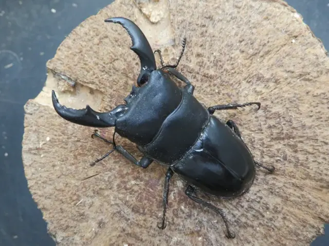 天然トクノシマヒラタクワガタ64ミリ