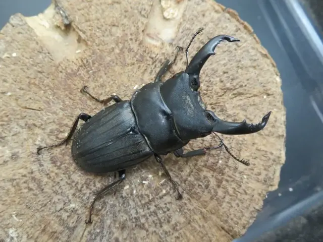 天然スジブトヒラタクワガタ58ミリ