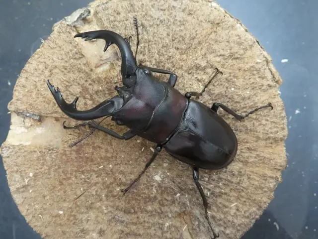 天然アマミノコギリクワガタ72ミリ