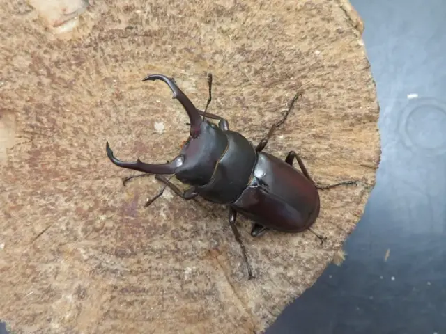 トカラコクワガタ（中之島）48ミリ