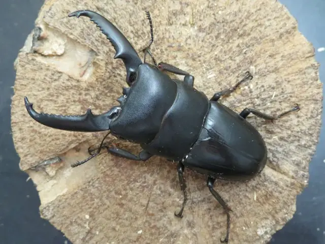 天然イキヒラタクワガタ73ミリ