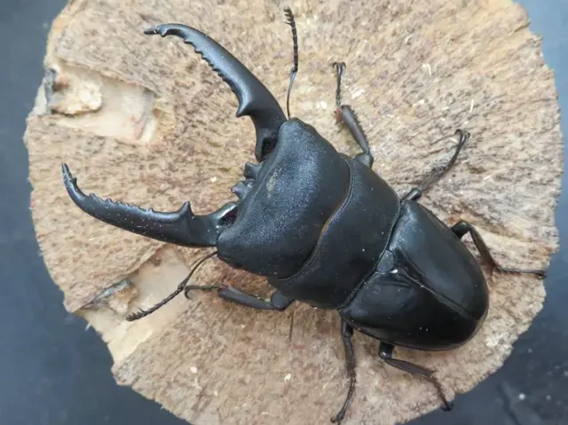 天然イキヒラタクワガタ74ミリ