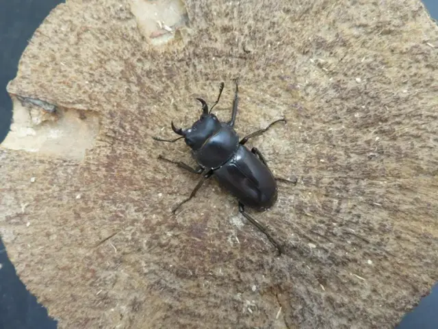 天然トクノシマコクワガタ27ミリ