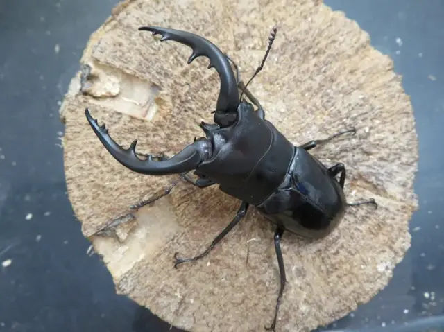 天然トクノシマノコギリクワガタ71ミリ(黒タイプ)