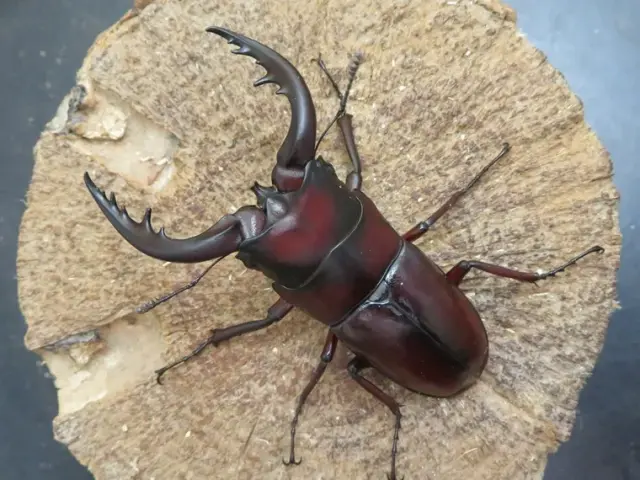 天然トクノシマノコギリクワガタ71ミリ（赤タイプ）