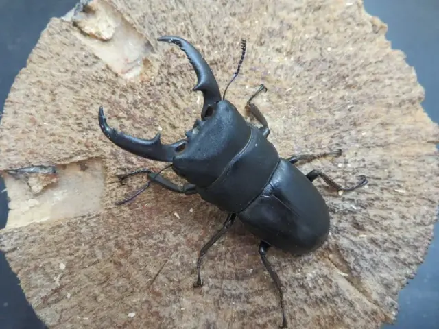 天然屋久島産ヒラタクワガタ50ミリ