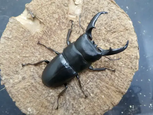 天然ヒラタクワガタ宮崎産65ミリペア